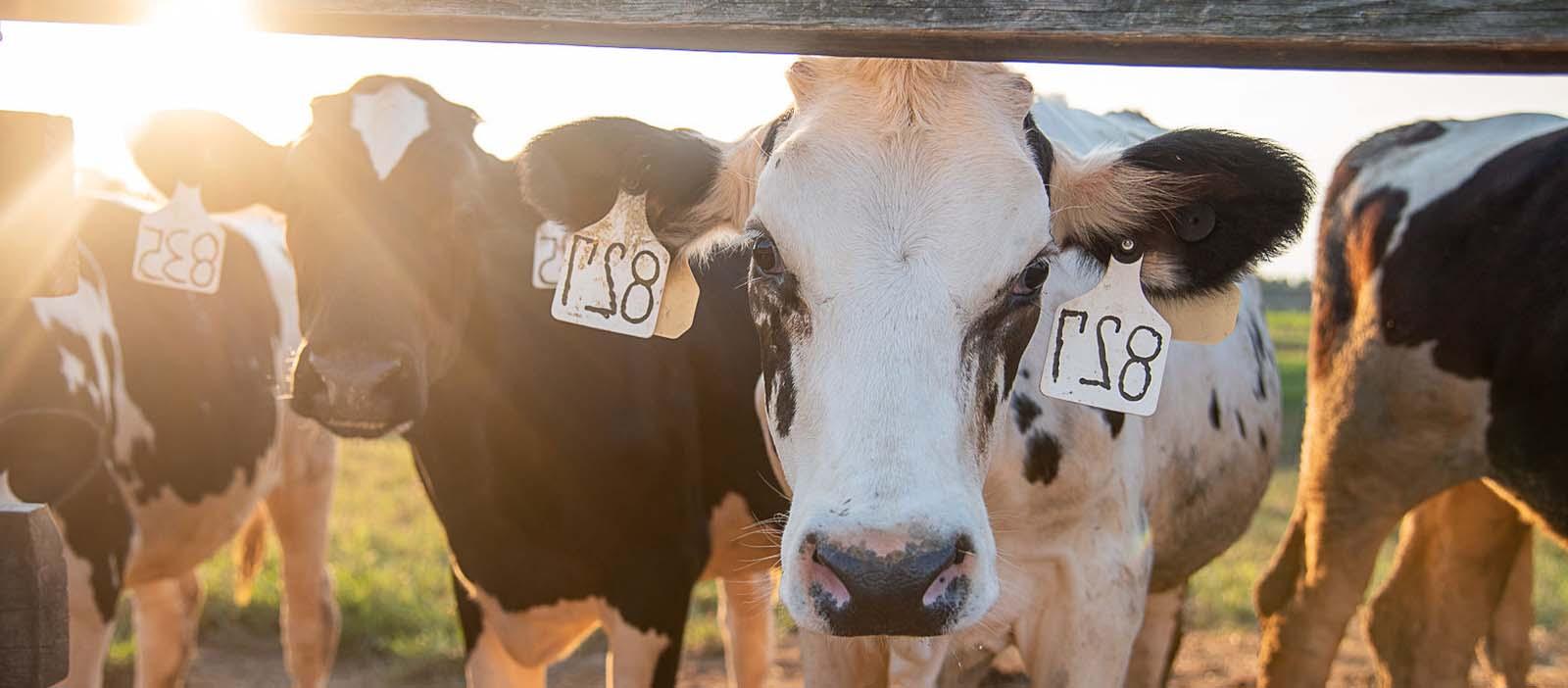 Robotics help produce healthy cows at Hillcrest Farms