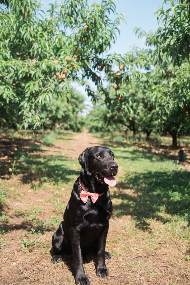 Black Lab Poses in Southern Proper Neckwear